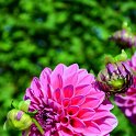 Dahlia x 'Paris 11' (2)